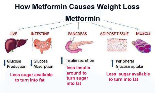 Weight Loss With Metformin Endocrinologist And Weight Loss Flickr